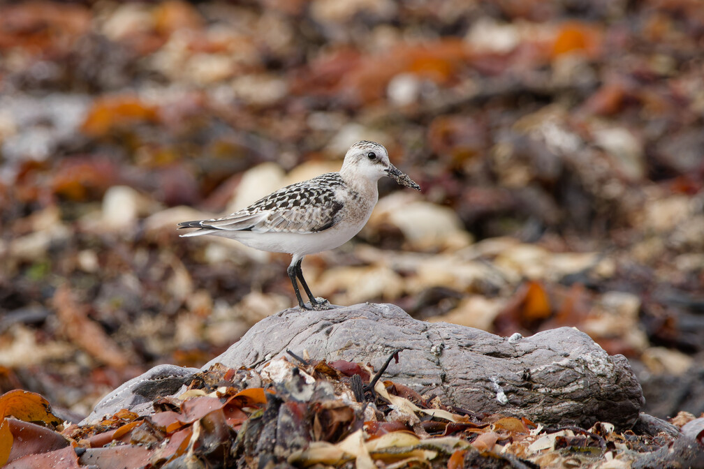 Sanderling